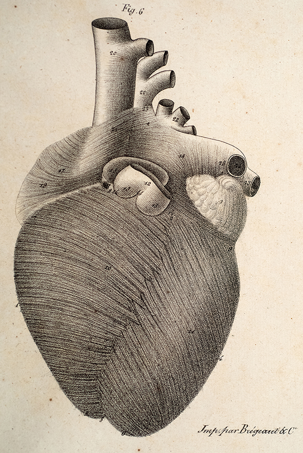 Gallery Médecine, le coeur